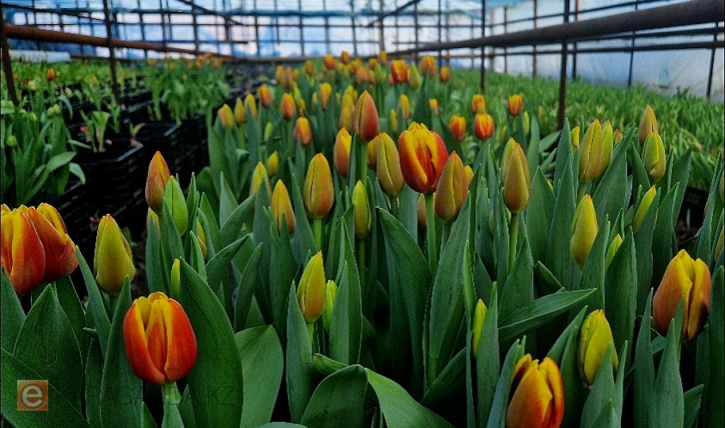 Қазақстандағы жылыжайлар гүл өндірісін ұлғайтуда