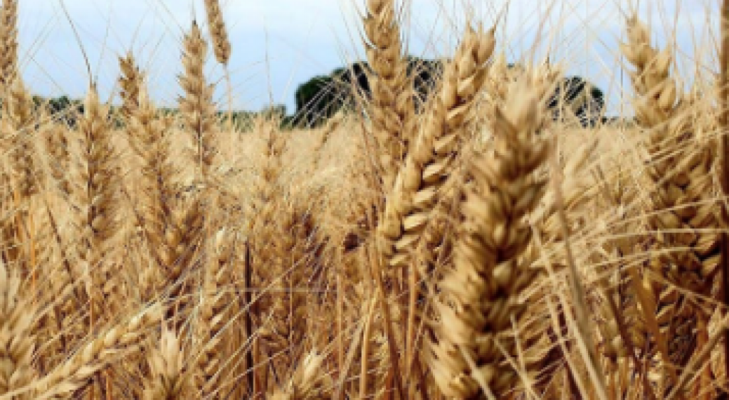 Казахстан снизил цены на пшеницу, которую продает за рубеж
