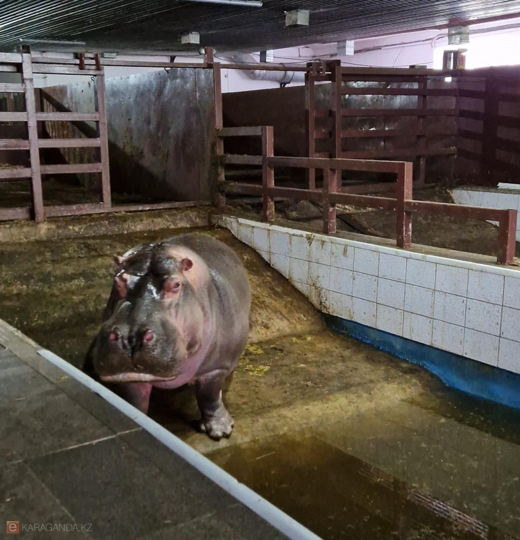 Почему вода у бегемота в карагандинском зоопарке грязная