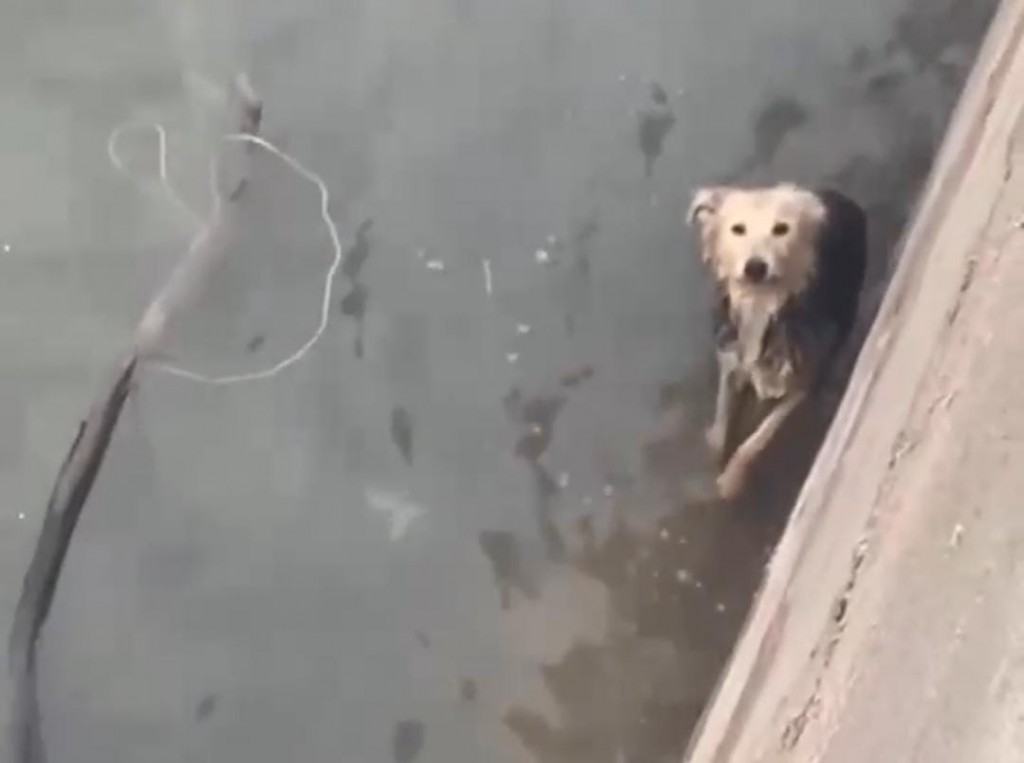 Двух собак, едва не утонувших в парковом озере, спасли в Караганде