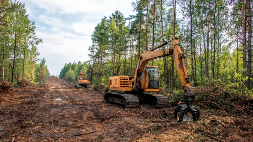 За 20 лет площадь лесов в мире уменьшилась почти на миллион квадратных километров
