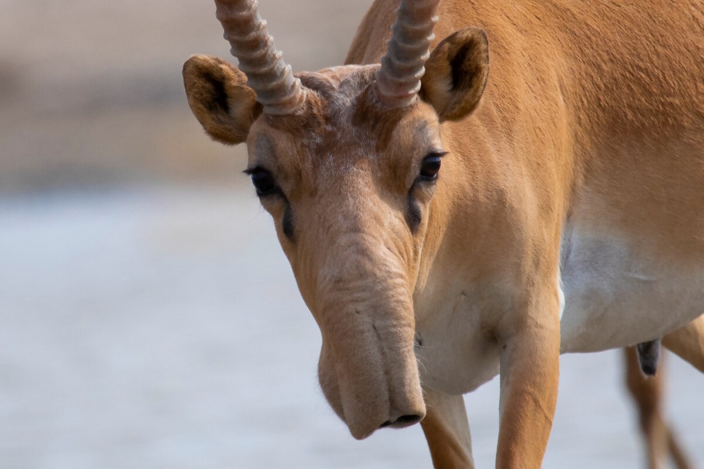 Природоохранная акция «Сайгак» стартует в Карагандинской области