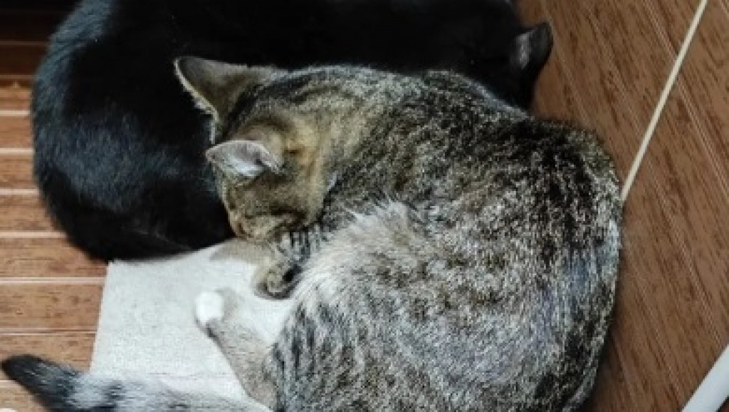 В Караганде прошла акция по стерилизации бездомных кошек