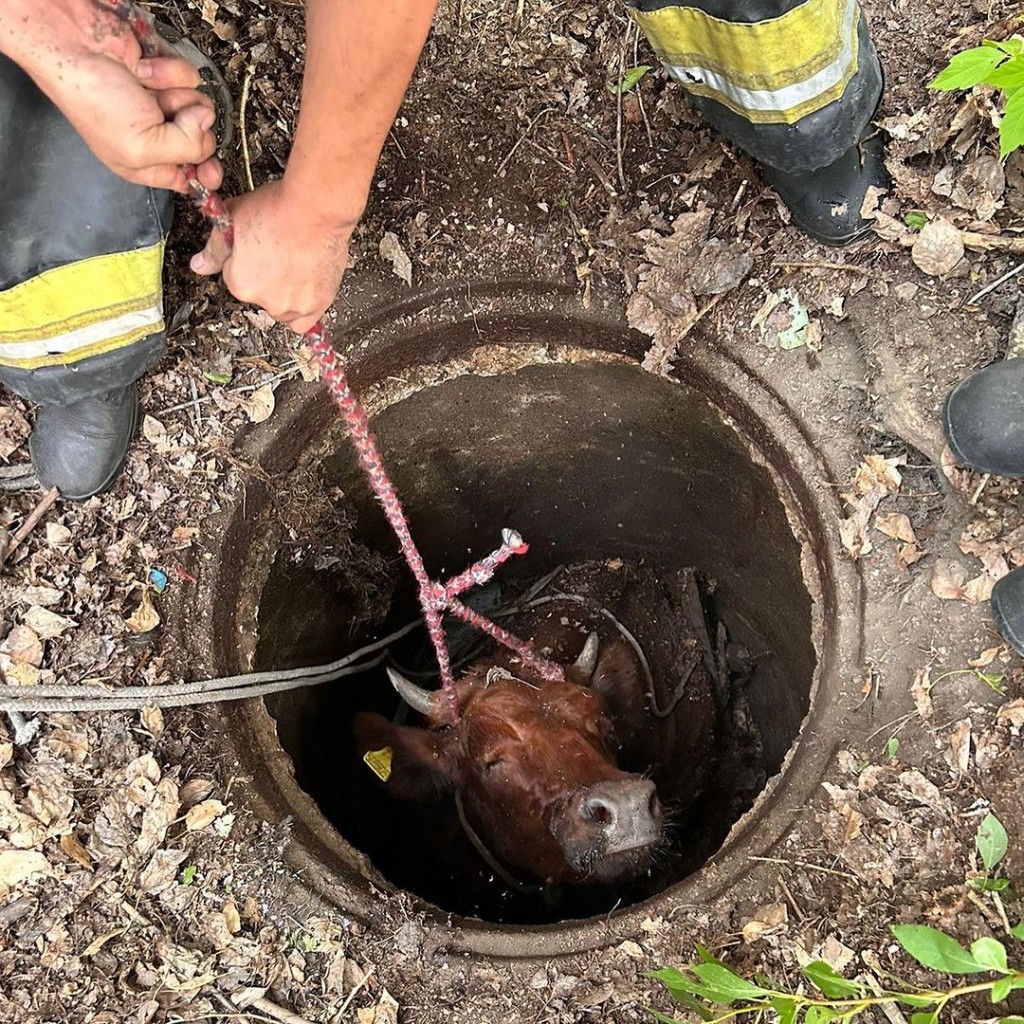 В Абае корова провалилась в колодец