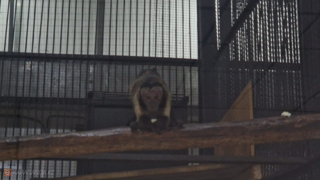 Спасенный из магазина: как капуцин Лёша нашёл новый дом в зоопарке Караганды