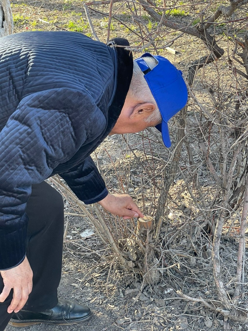 Кустарники в сквере по проспекту Назарбаева спилили без согласования