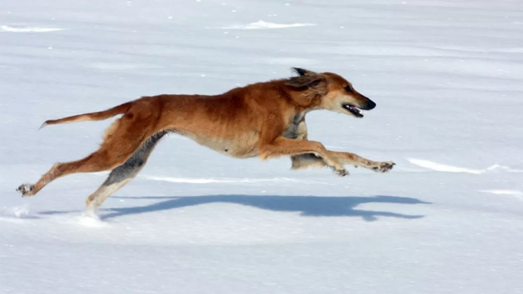Собак породы тазы пытались запатентовать в Казахстане