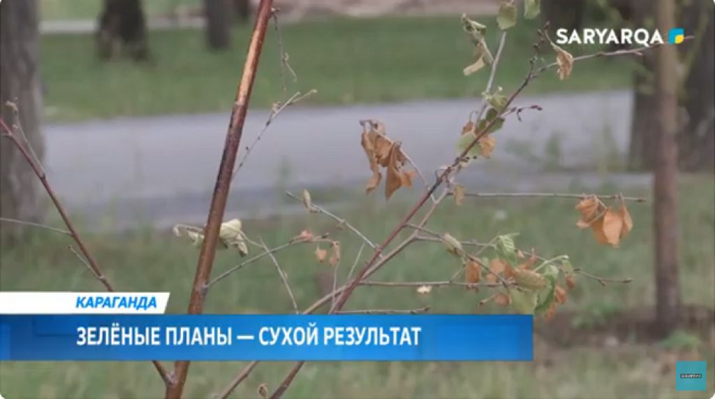 В Караганде снова обсуждают судьбу зелёных насаждений