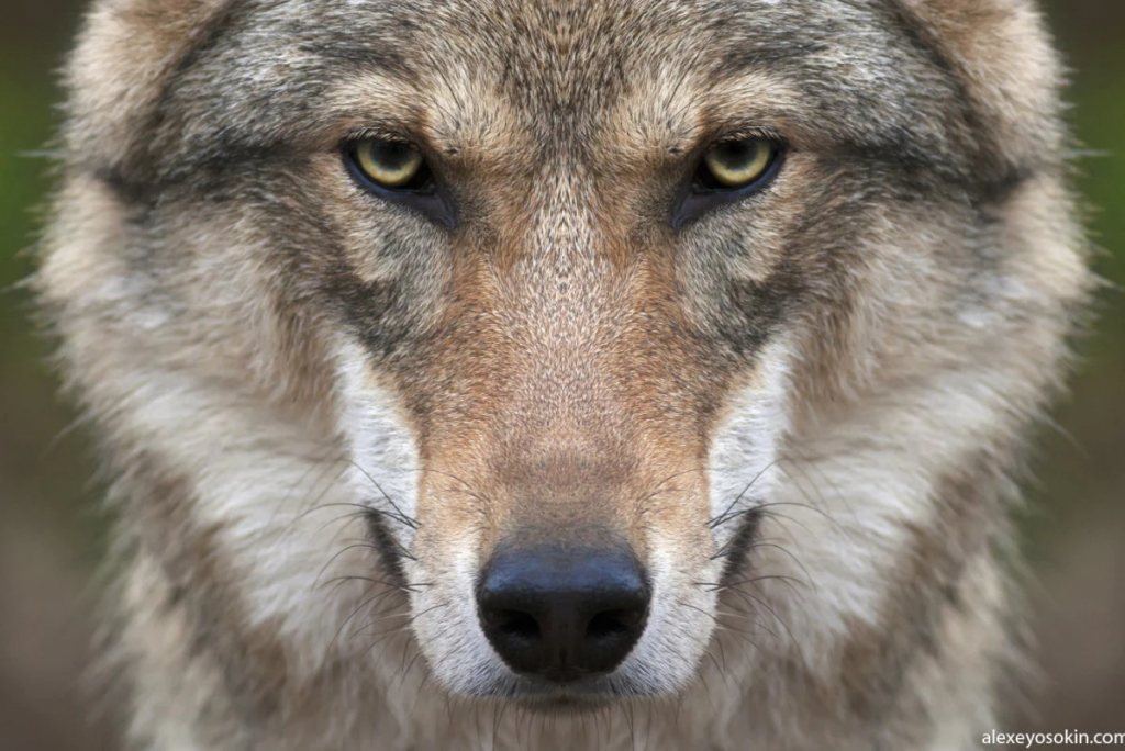 Казахстанцам разрешили охотиться на волков