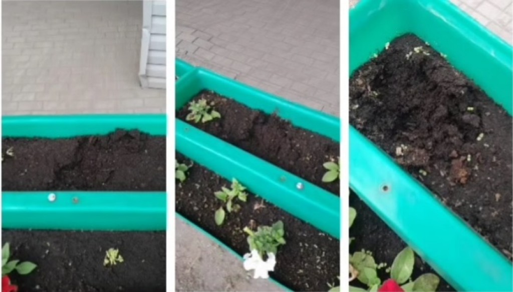 Недобросовестные карагандинцы выкопали порядка 300 цветов с клумб и вазонов города