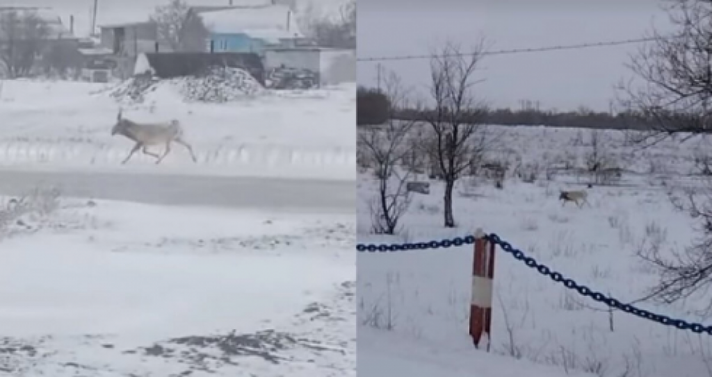 Сайгаков, замеченных около поселка Топар Карагандинской области, отгоняют в сторону области Улытау