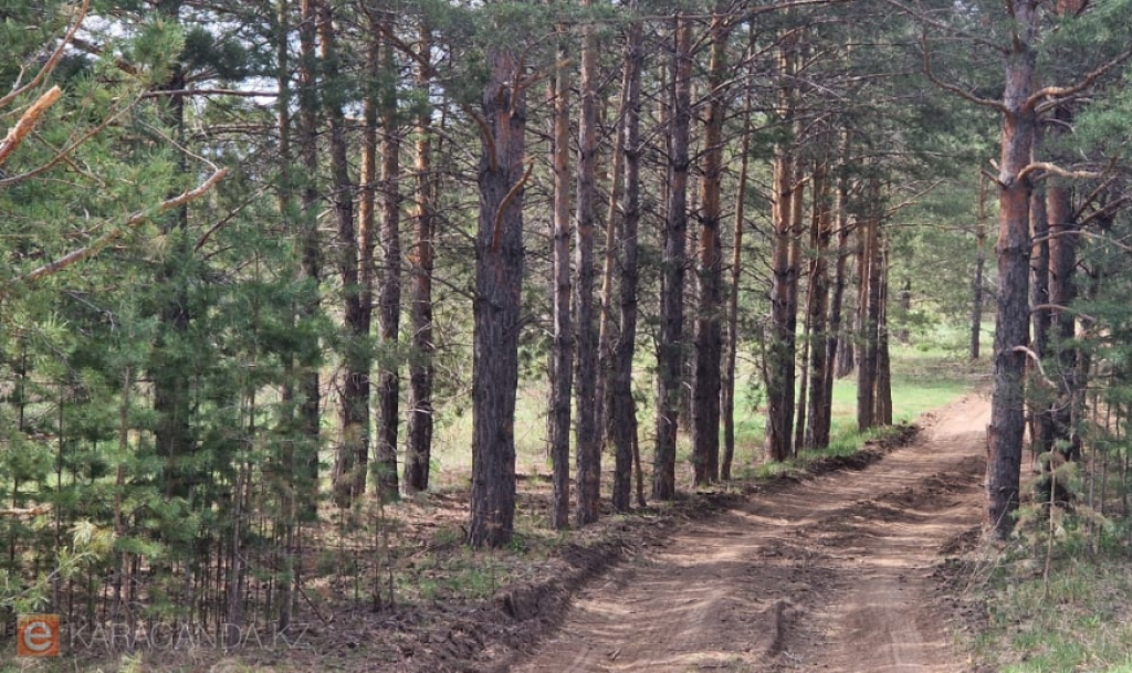 В Карагандинской области расширяют лесные массивы