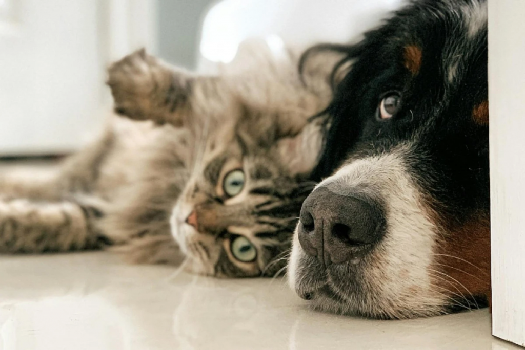 У казахстанцев появился цифровой паспорт для домашних питомцев в eGov mobile