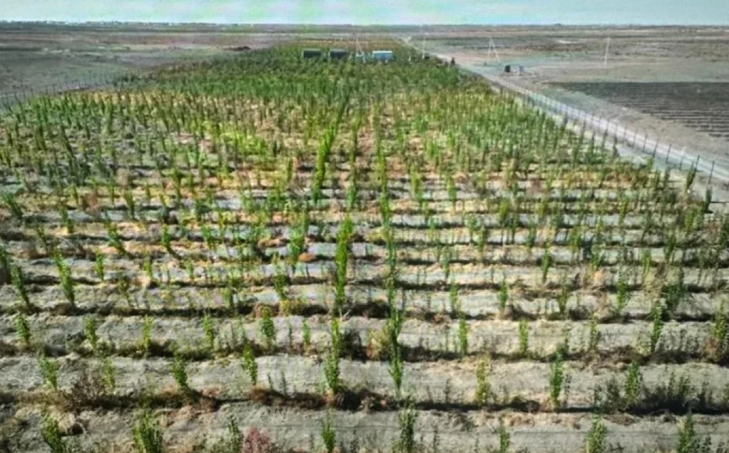 2 млрд деревьев будет посажено в Казахстане до 2027 года