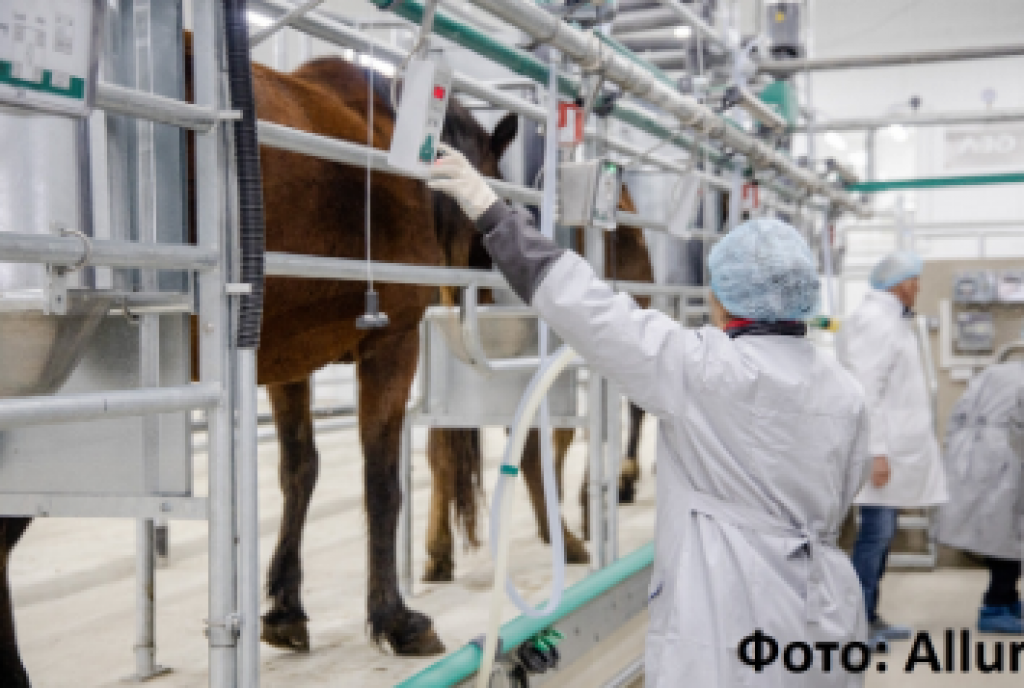 В Казахстане будут выпускать косметику на основе кобыльего молока