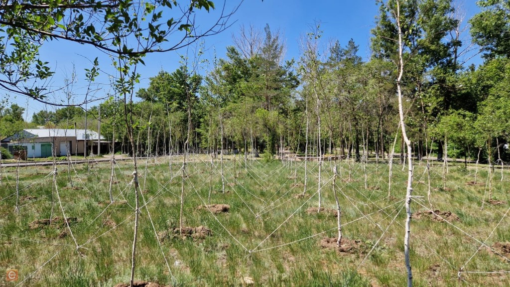 Город «дышит»: озеленение в Караганде набирает обороты