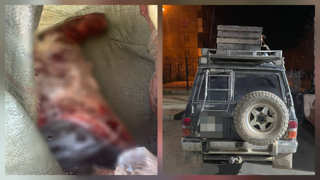 Факт отстрела сайги выявлен в Карагандинской области