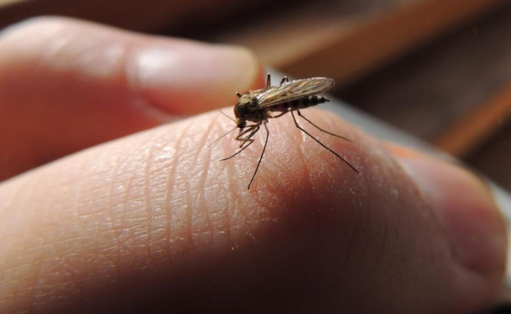 Борьбу с насекомыми будут вести районные акиматы Караганды