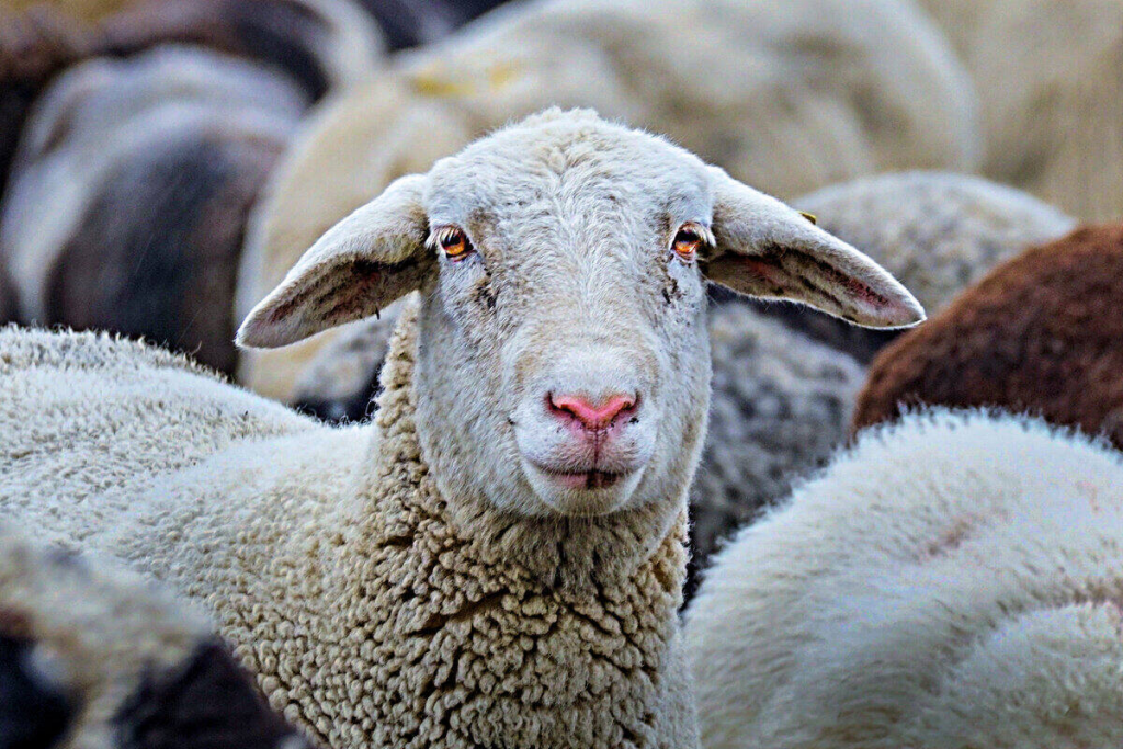 МВД за три дня ликвидировано 12 преступных групп скотокрадов