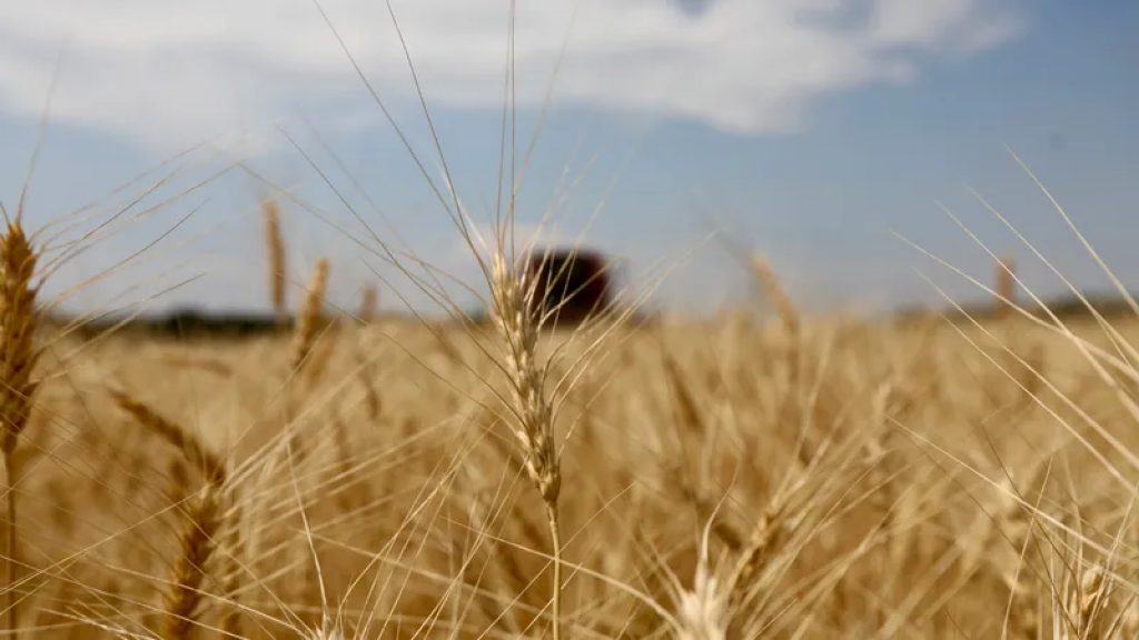 Ыстық балапандар бейне Ыстық балапандар бейне