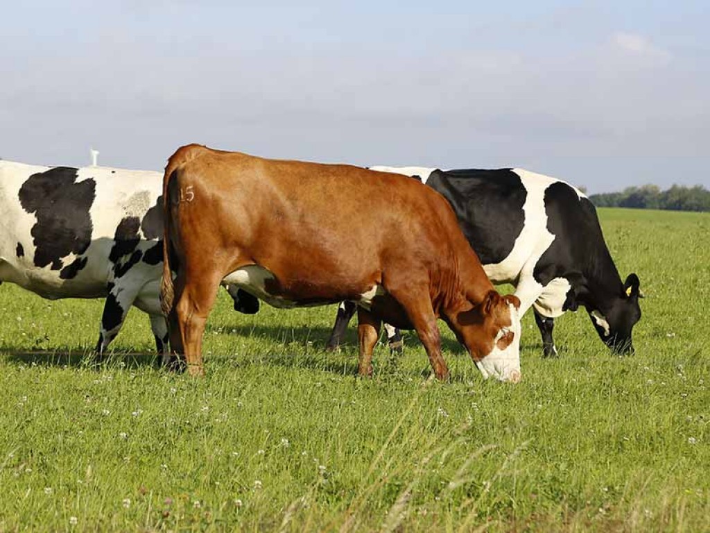 Дефицит пастбищ по-прежнему наблюдается в Карагандинской области