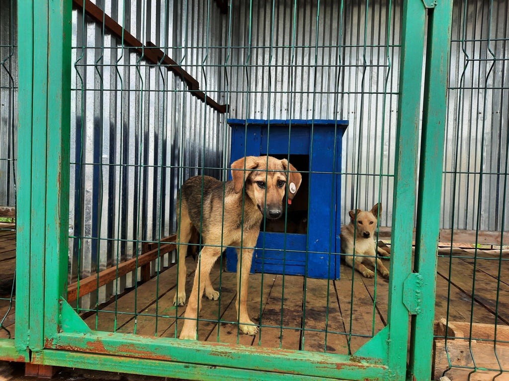 С начала июня в карагандинском центре временного содержания бездомышей побывало 78 собак