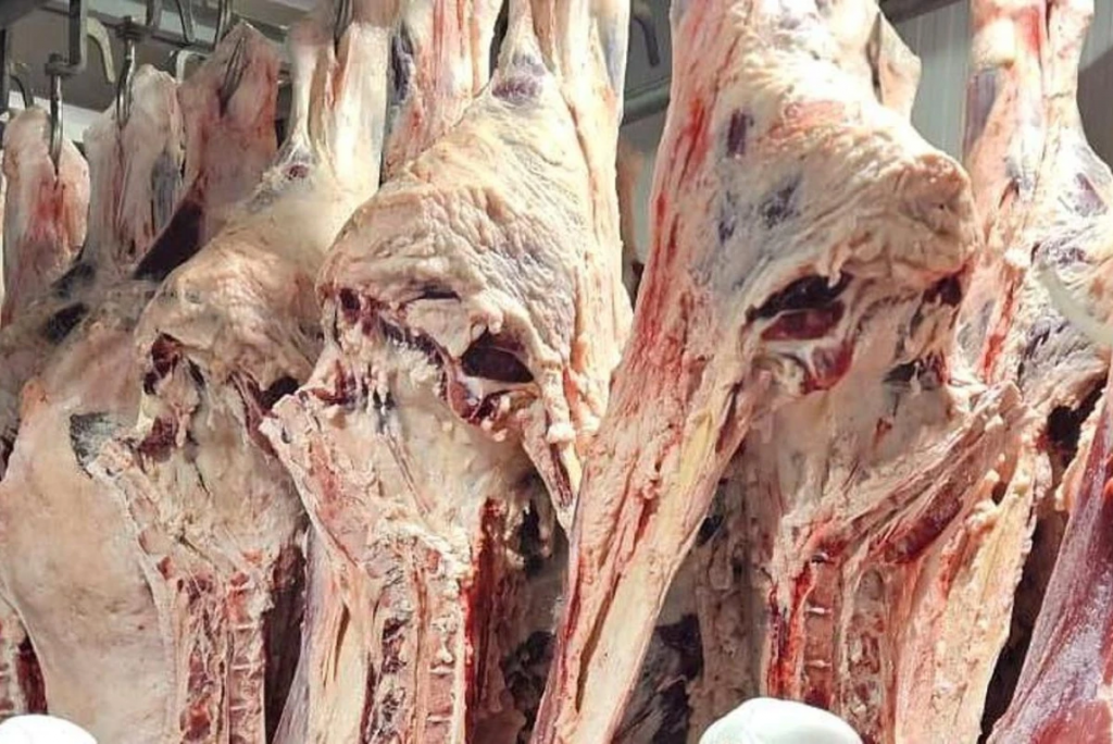 Мясо сайги безопасно и проходит полный контроль - Минсельхоз