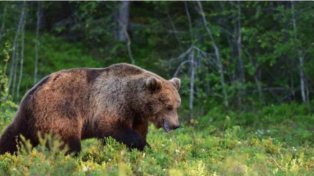 Қазақстандағы орман шаруашылығы қызметкерлеріне қосымша ақылар белгіленді