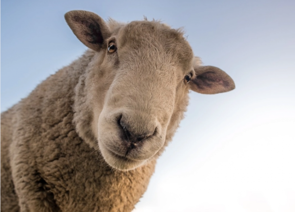 В Казахстане массово орудуют скотокрады