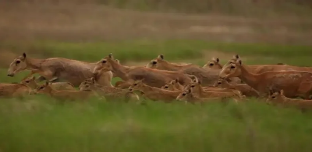 Казахстан ведет переговоры с Россией по беспрепятственной миграции сайгаков