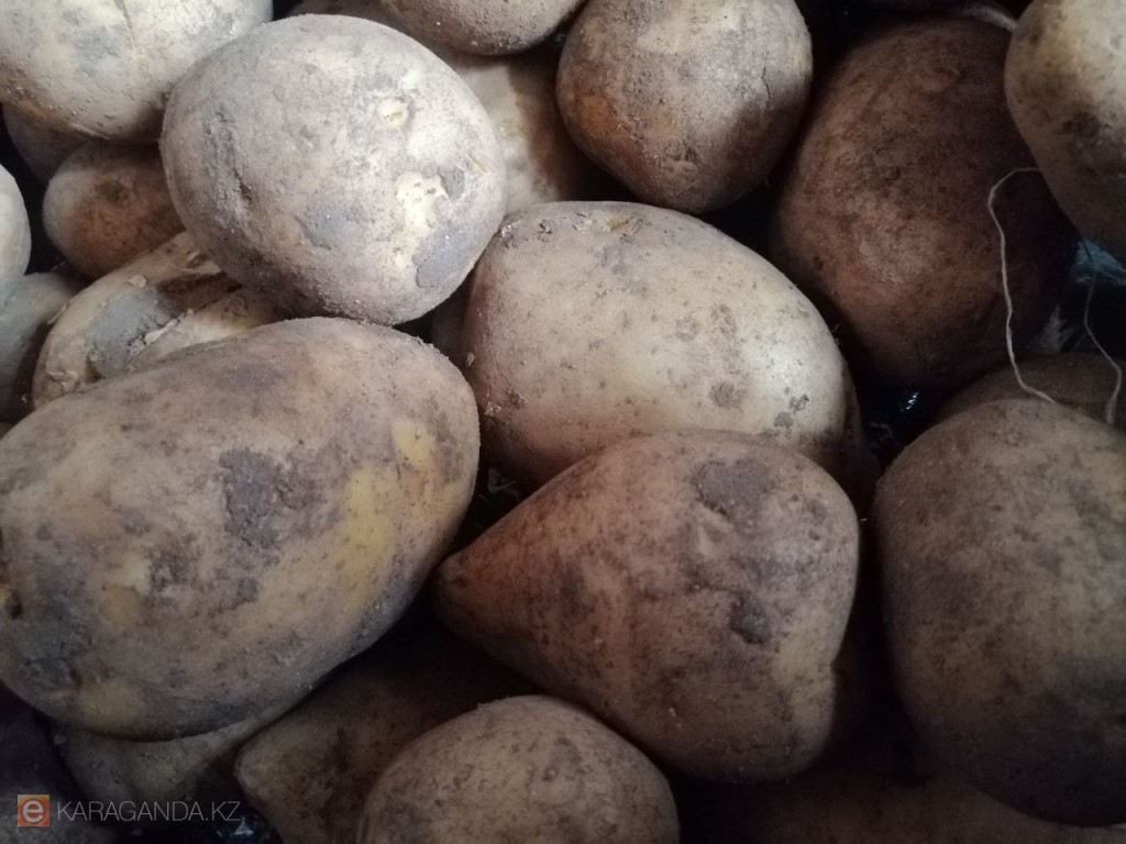 В Казахстане спрогнозировали рекордный урожай лука и картофеля