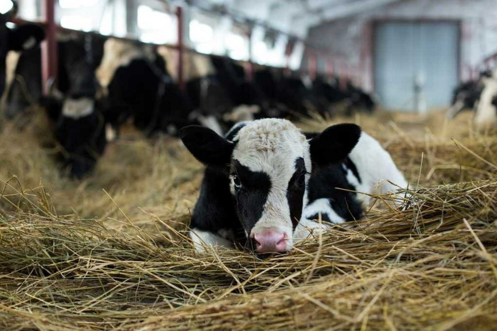 В Абайском районе продолжат развивать сельское хозяйство