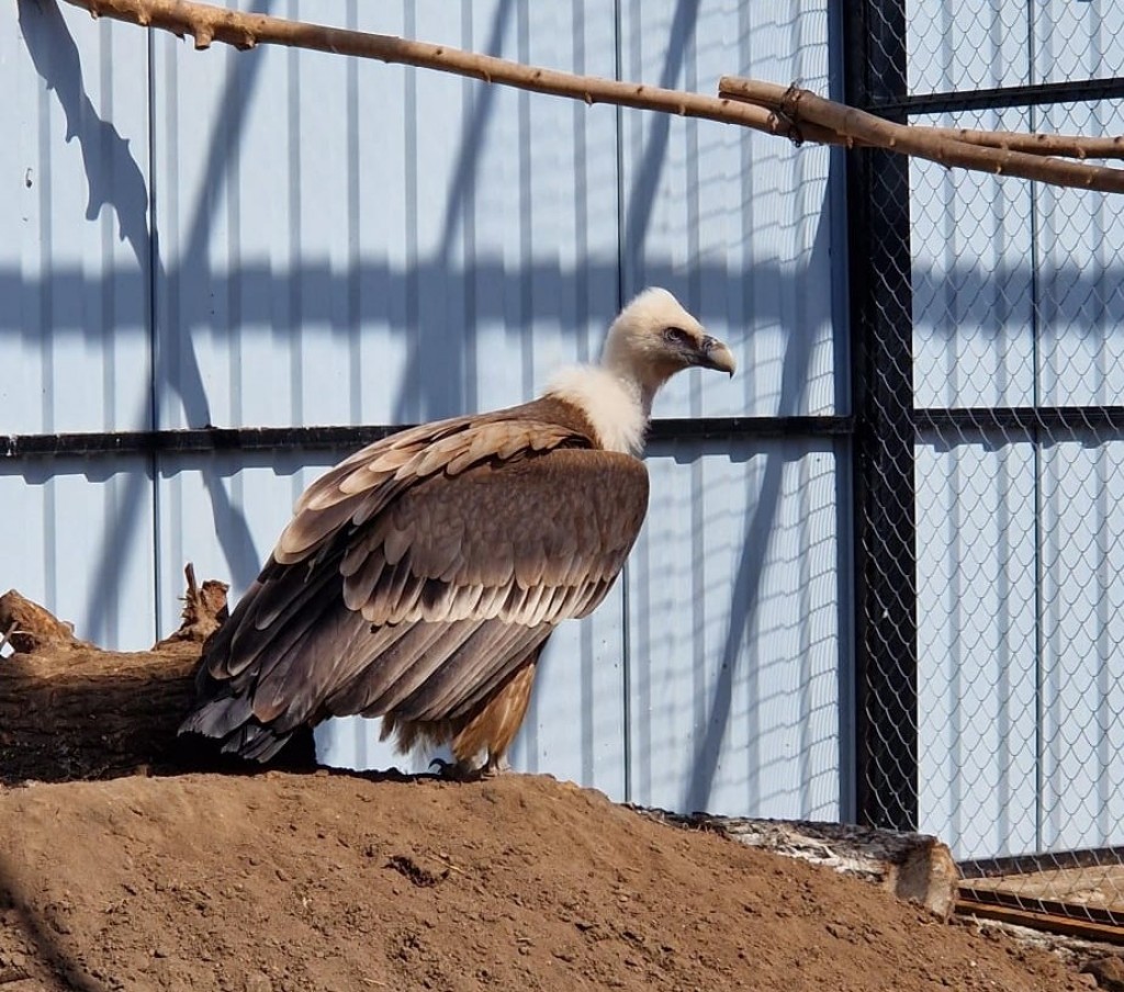 Әйелдер анальды сексті жақсы көреді Жас волосатые письки видео блять