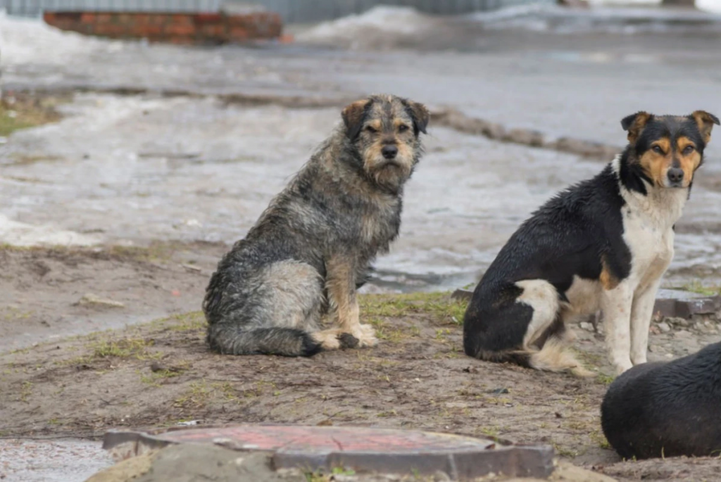 В Казахстане хотят вернуть эвтаназию безнадзорных животных