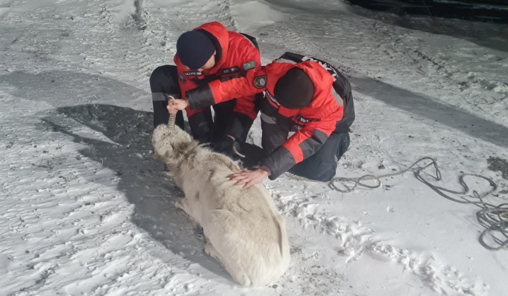 Застрял в снегу: одинокого сайгака спасли в Карагандинской области