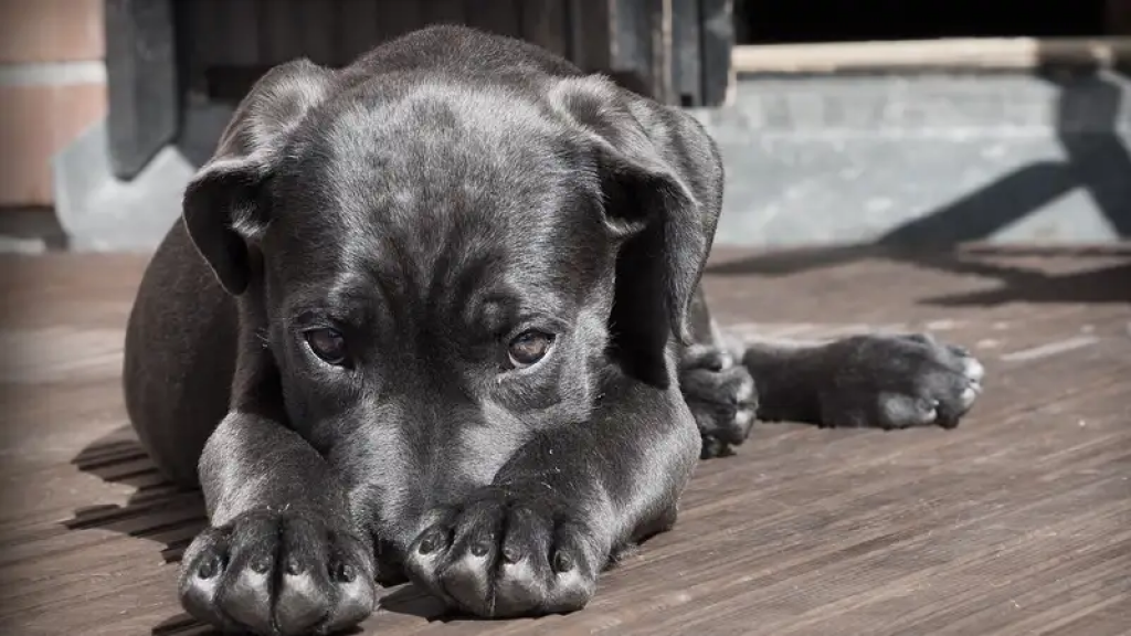 Черные передержки: как они работают и сколько денег казахстанцы переводят их владельцам
