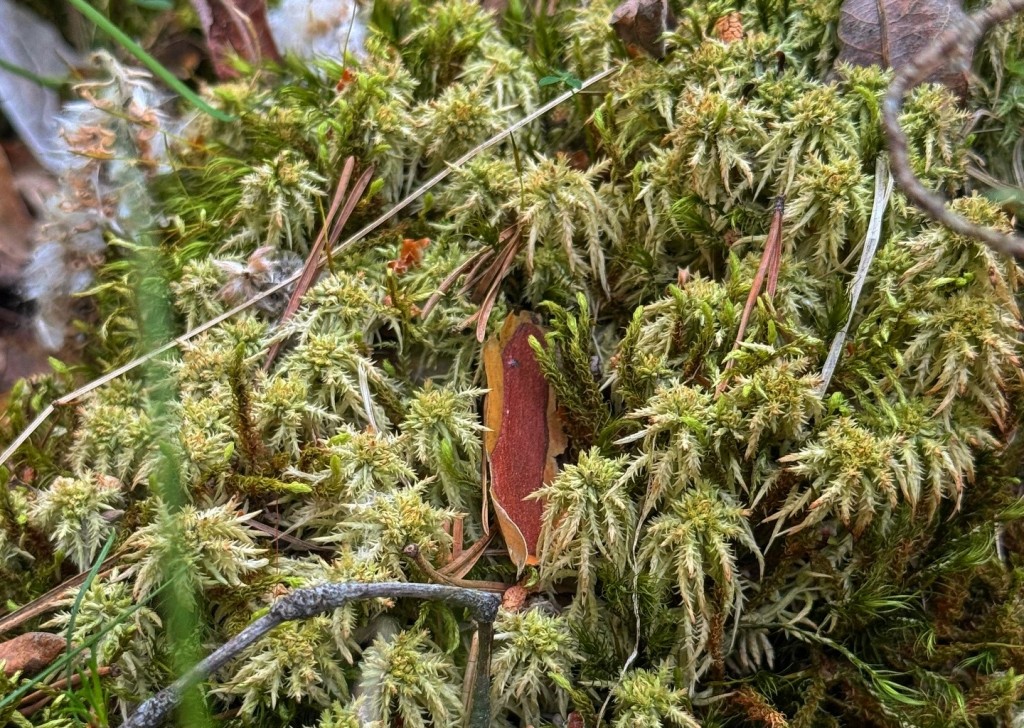 В Каркаралинском нацпарке произрастает редкий вид мха