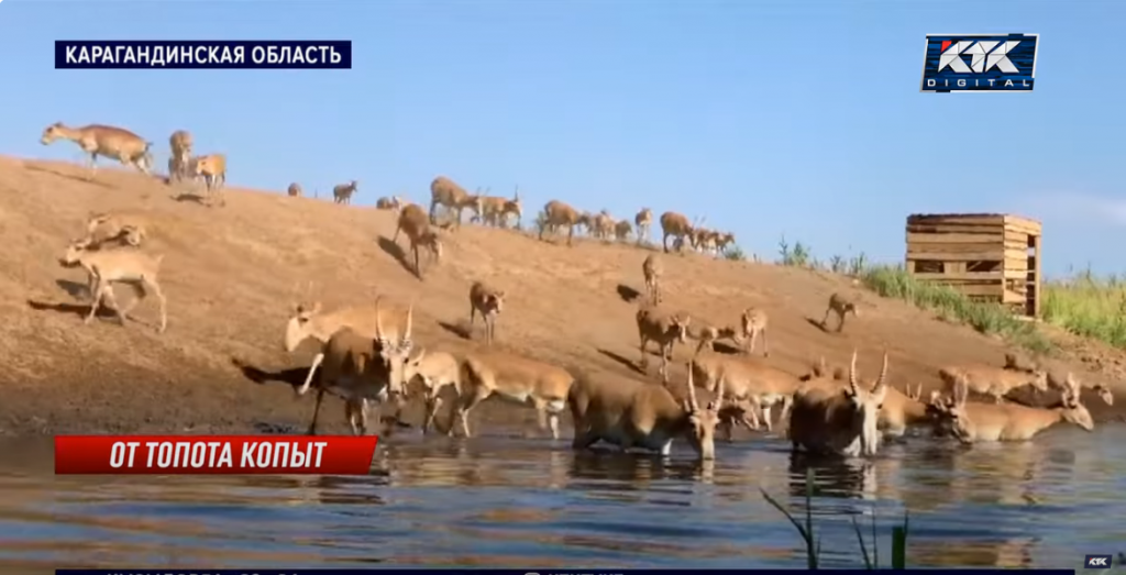 Гигантское стадо сайгаков топчет ячмень на фермах под Карагандой