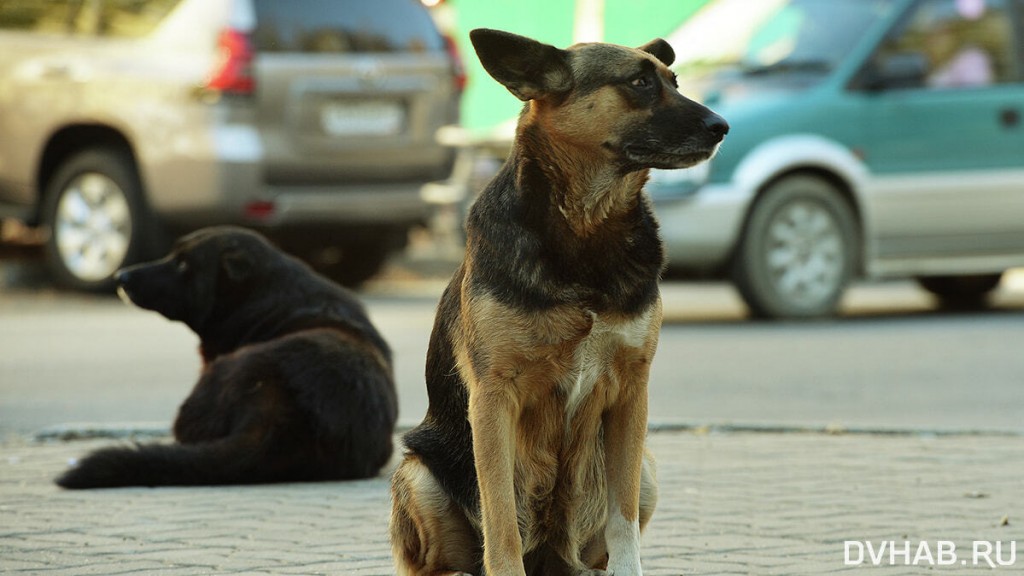 Как спасти покалеченное в аварии животное