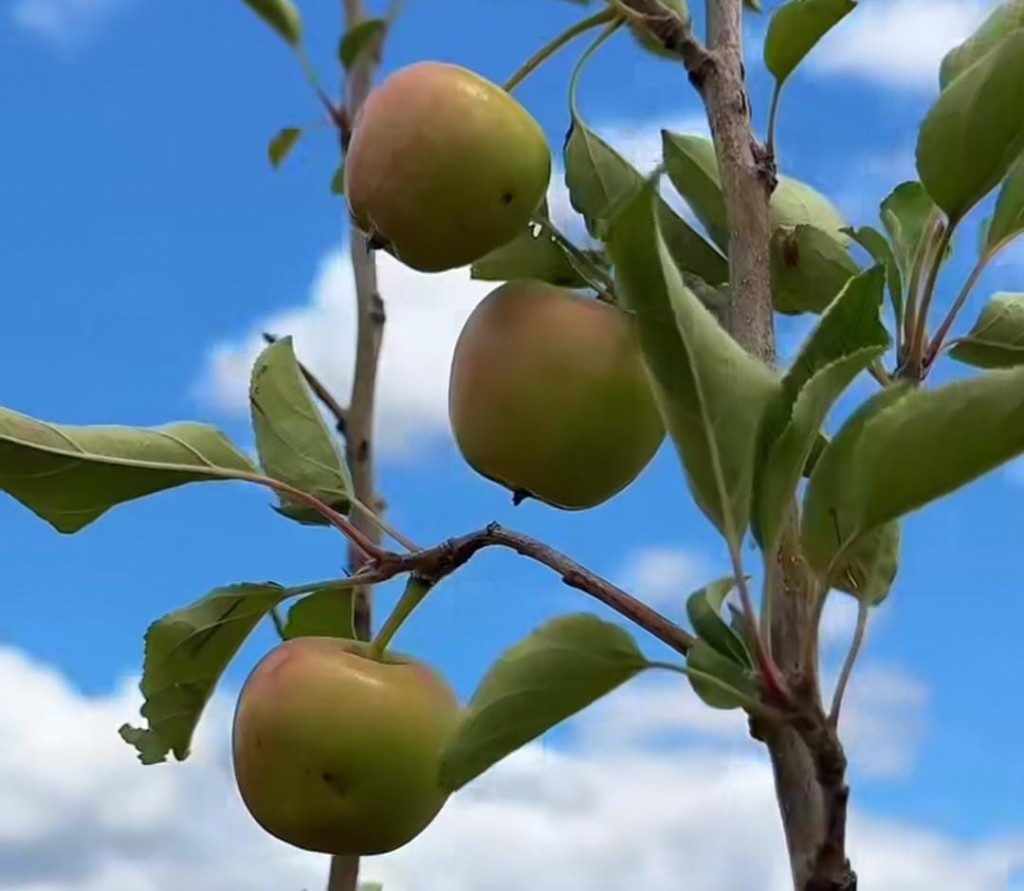 В Караганде успешно приживается будущий яблоневый сад