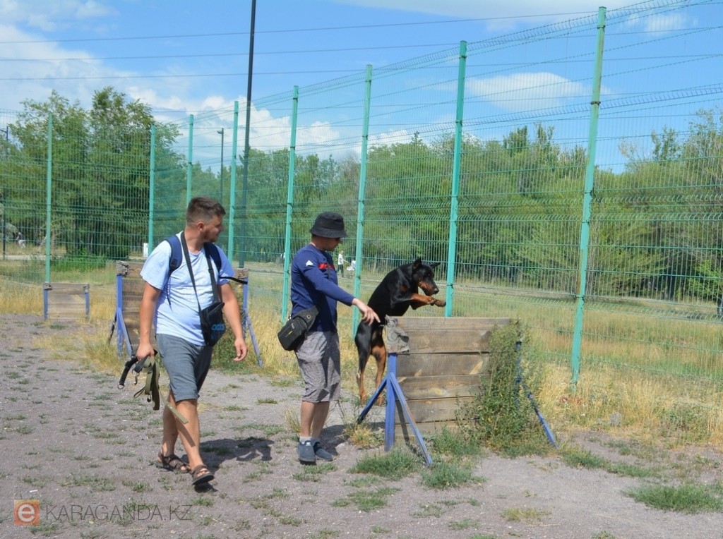 Где нужны новые площадки для выгула собак в Караганде?