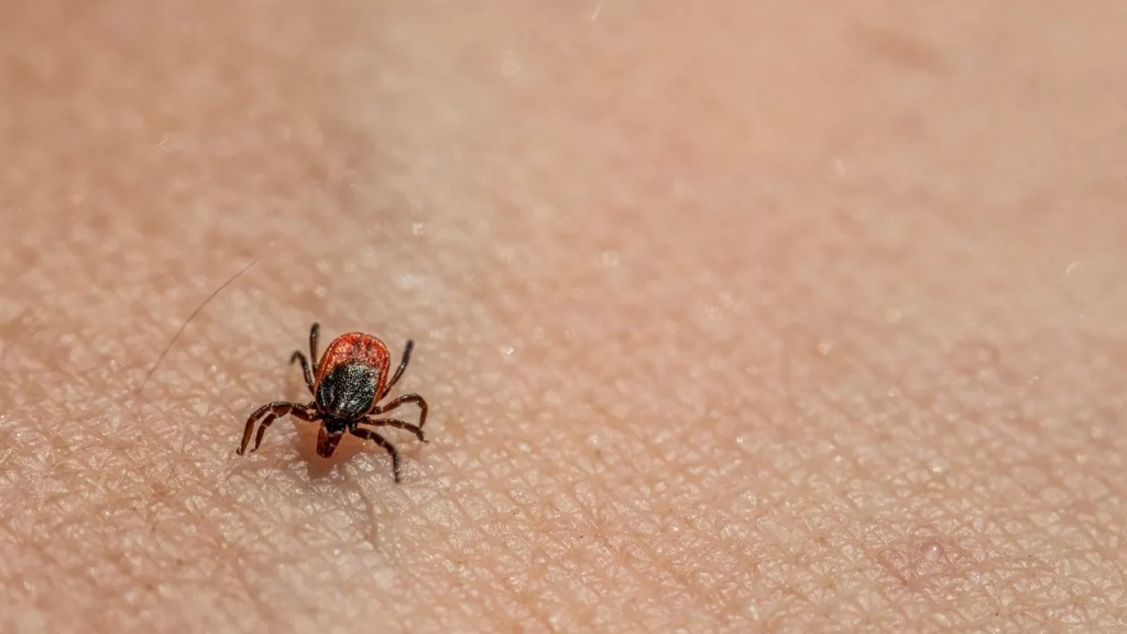 Сколько казахстанцев вакцинировались против клещевого энцефалита?