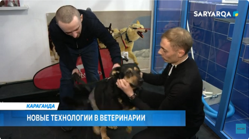 Впервые в Казахстане ветеринары Караганды заменили тазобедренный сустав у собаки