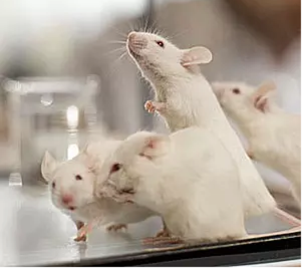 Первый научный виварий по стандартам мирового уровня открыт в Казахстане