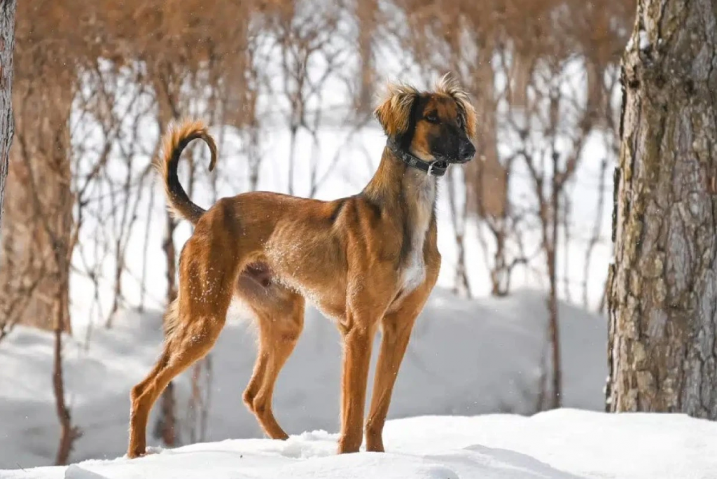 Сенатор предложила полностью запретить экспорт собак тазы