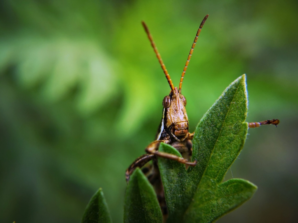 8,1 млрд тенге выделили на борьбу с саранчой в Казахстане