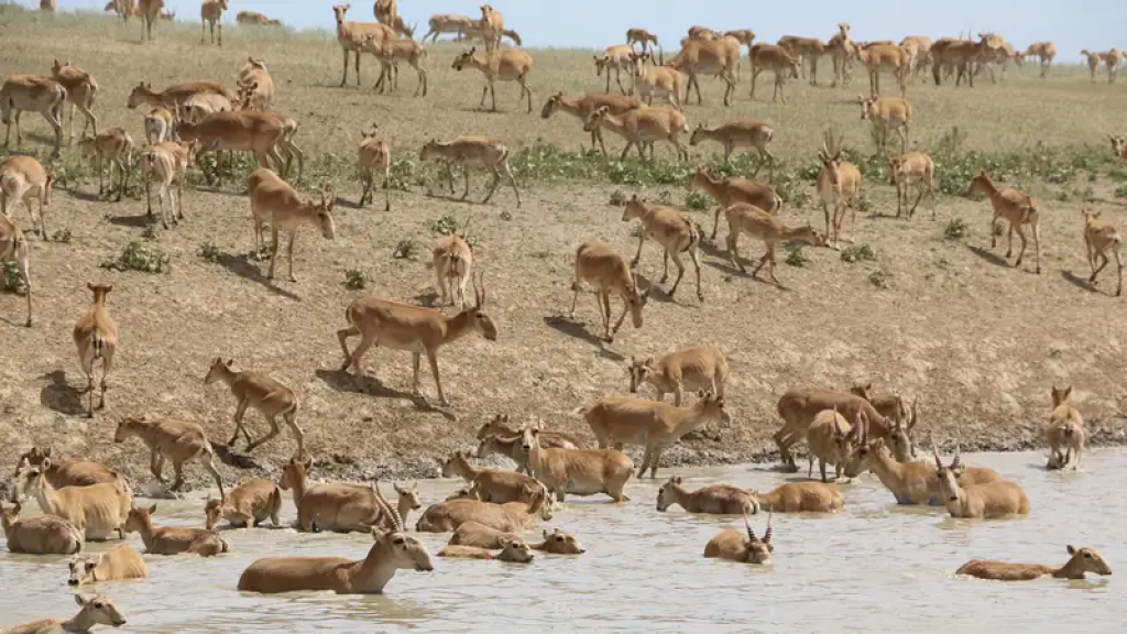 Выдавать разрешение на отстрел сайгаков больше не будут