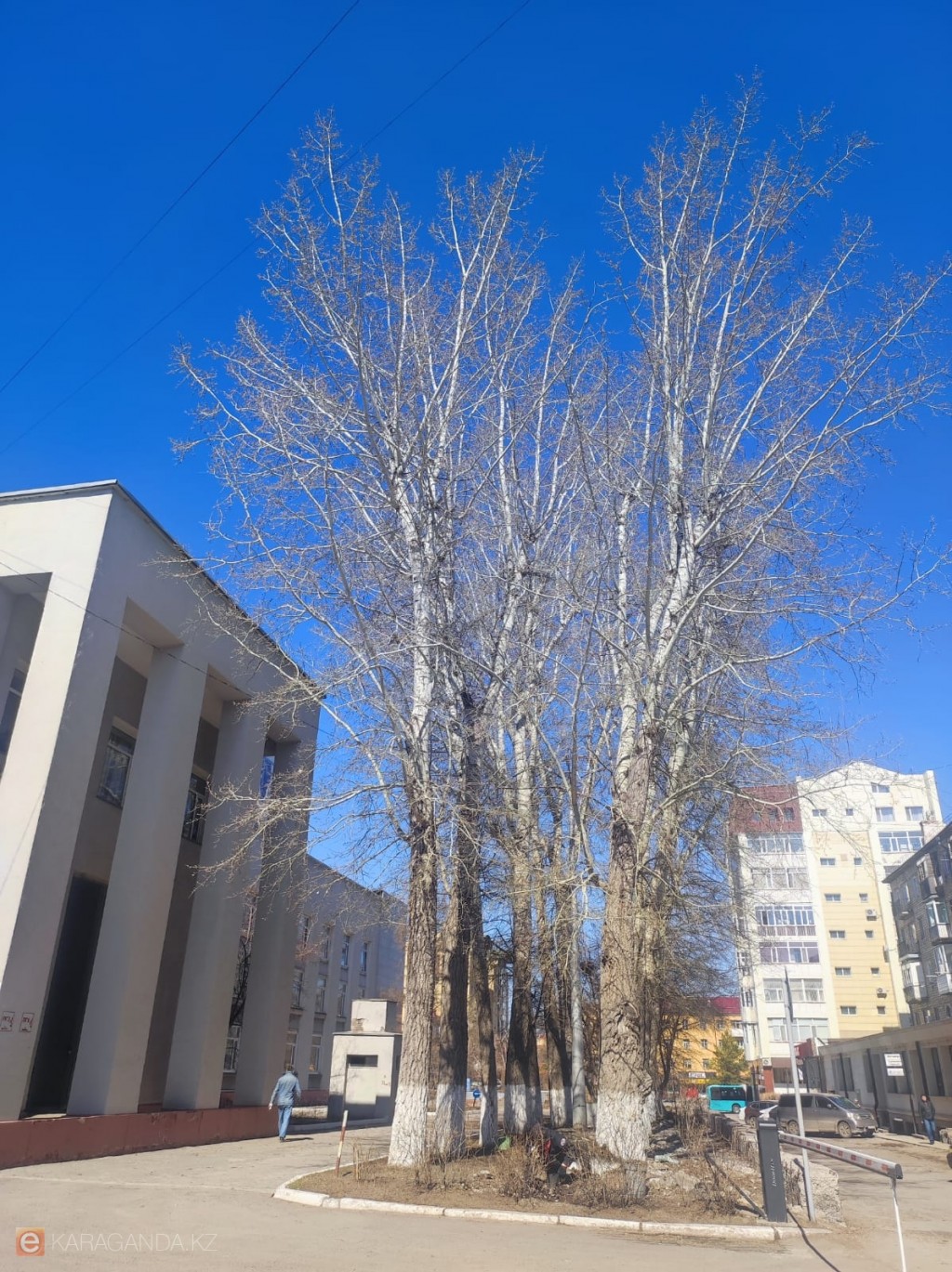 Қарағанды әкімі К. С. Станиславский театрының жанындағы ағаштарды кесуге тыйым салды