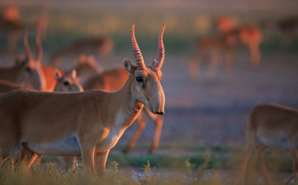 Сколько сайгаков отстрелено в Казахстане