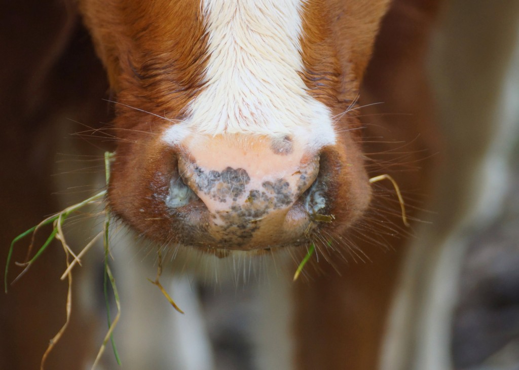 В посёлке Топар Карагандинской области обнаружили локальный случай сибирской язвы